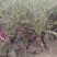 喷雪花盆栽冬季耐寒好养带花苞花卉室内外阳台庭院木本植物雪