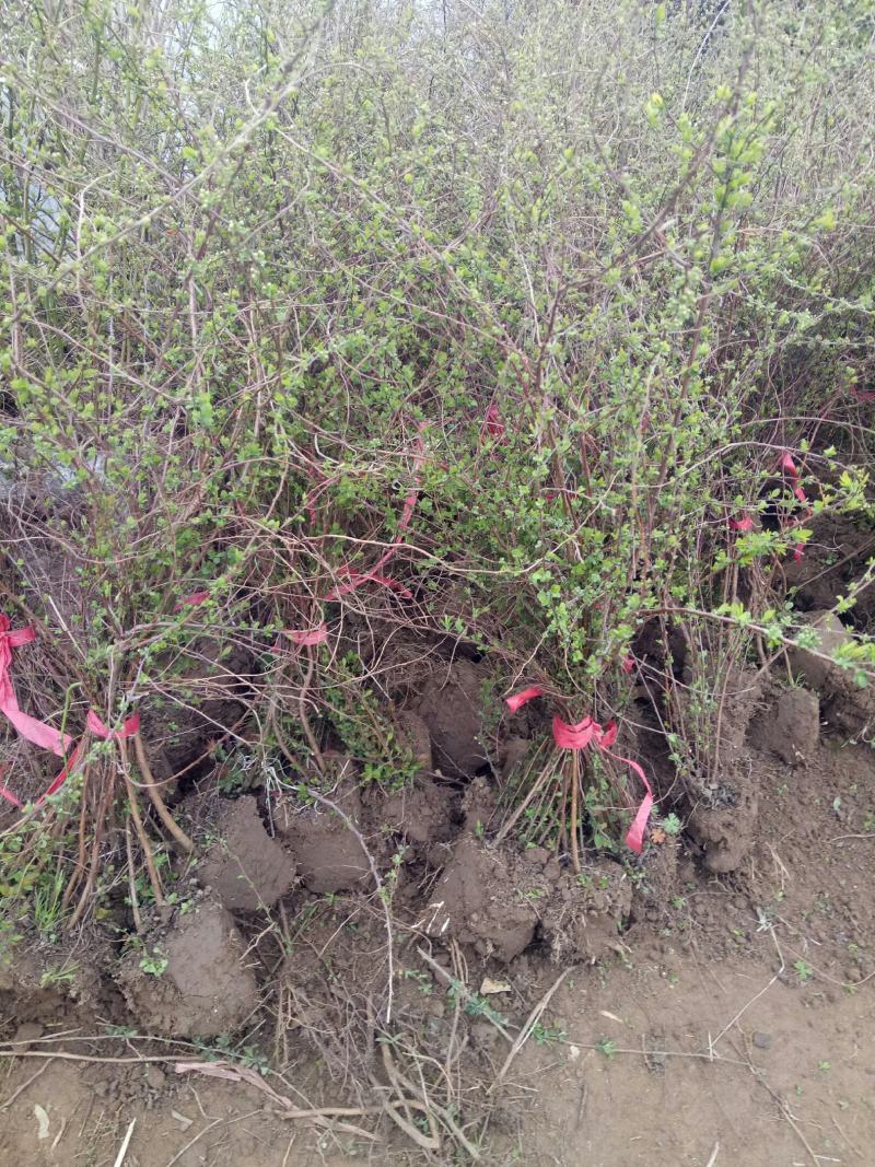 喷雪花盆栽冬季耐寒好养带花苞花卉室内外阳台庭院木本植物雪