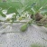 农用地膜塑料薄膜白膜除草地膜保温膜白地膜