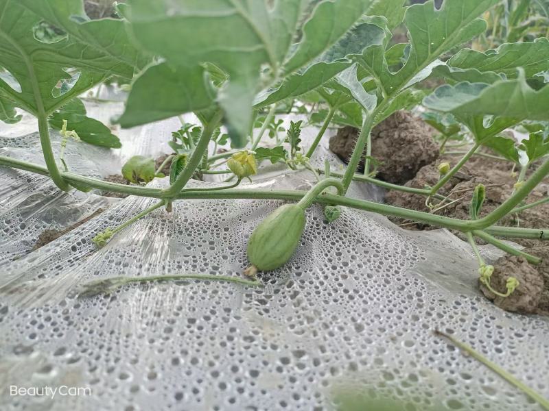 农用地膜塑料薄膜白膜除草地膜保温膜白地膜