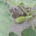 农用地膜塑料薄膜白膜除草地膜保温膜白地膜