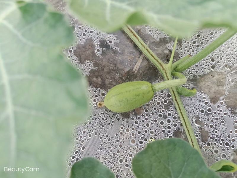 农用地膜塑料薄膜白膜除草地膜保温膜白地膜