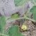 农用地膜塑料薄膜白膜除草地膜保温膜白地膜