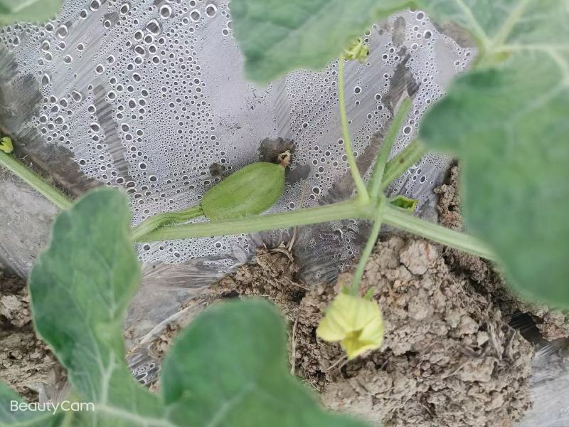 农用地膜塑料薄膜白膜除草地膜保温膜白地膜