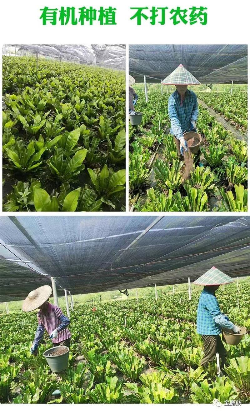 山苏菜