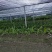 山苏菜