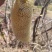 云南野生小挂蜜整个带巢带树枝包装发货500g包邮