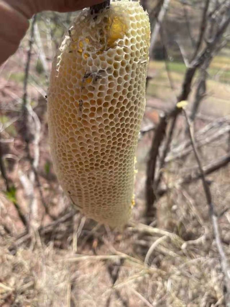 云南野生小挂蜜整个带巢带树枝包装发货500g包邮