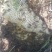 云南野生小挂蜜整个带巢带树枝包装发货500g包邮