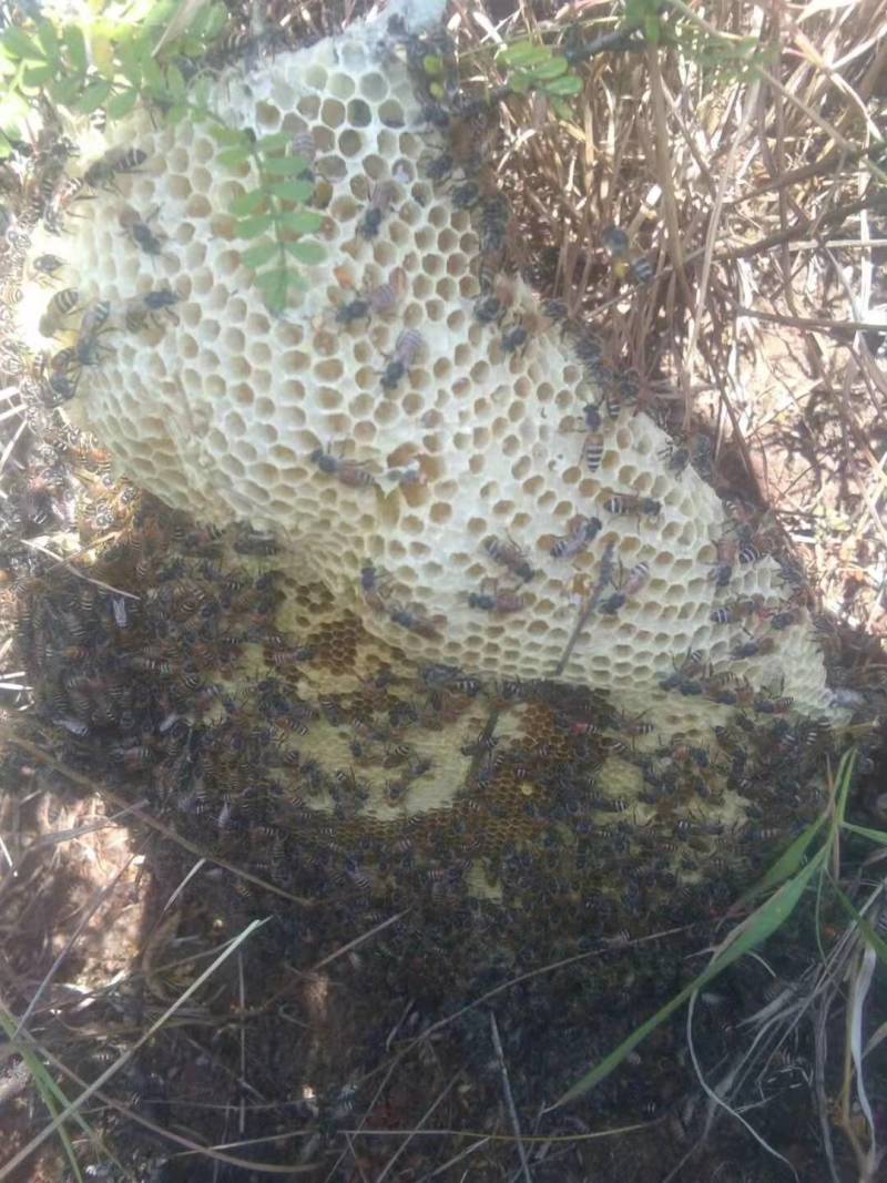 云南野生小挂蜜整个带巢带树枝包装发货500g包邮