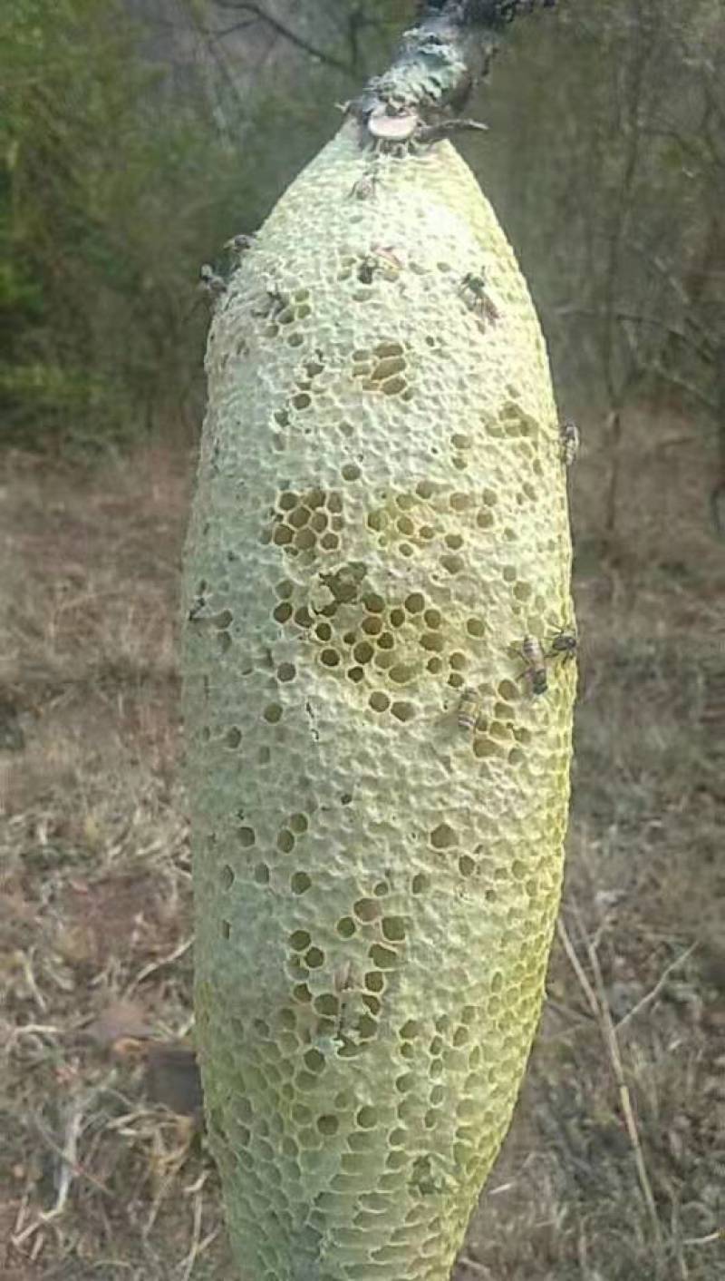 云南野生小挂蜜整个带巢带树枝包装发货500g包邮