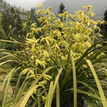 惠兰，兰花，兰草，花艺，草艺，浓香型香花，需要时问清楚