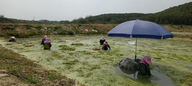 野莲菜