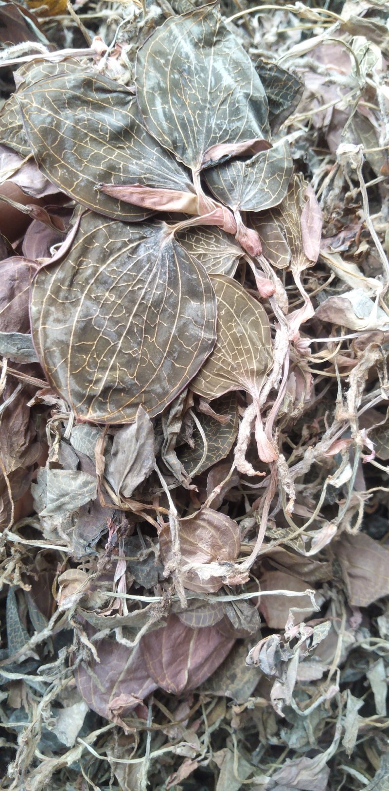 林下种植金线莲，高仿野生金线莲，长期供货，可视频看货