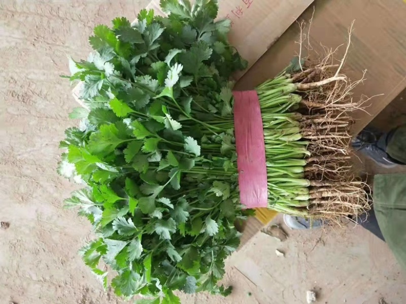 优质大叶香菜鲜嫩口感好量大从优，产地直发欢迎采购