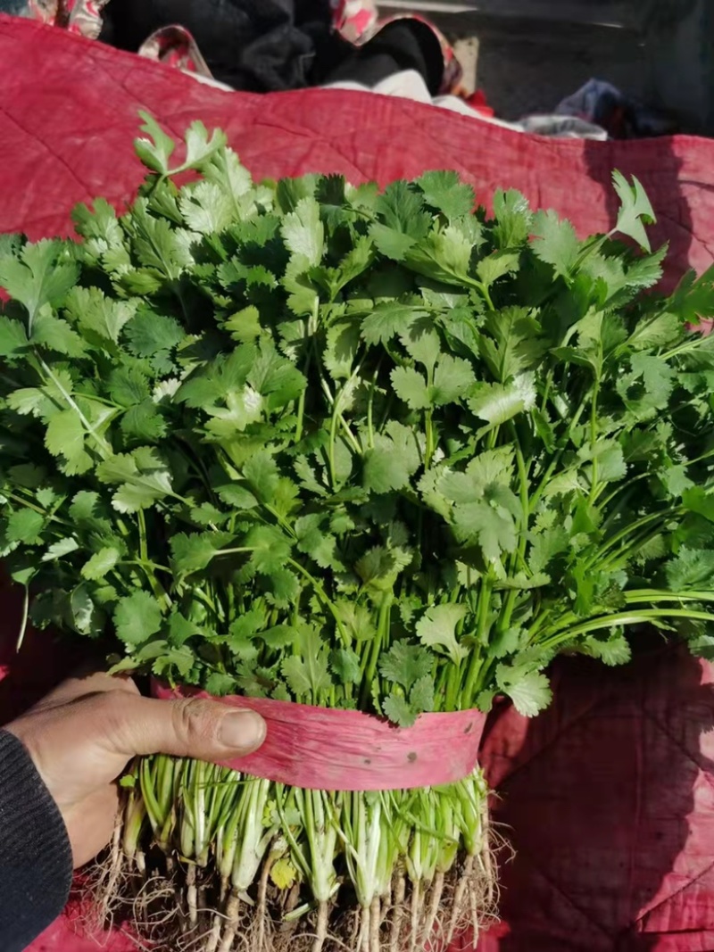 优质大叶香菜鲜嫩口感好量大从优，产地直发欢迎采购
