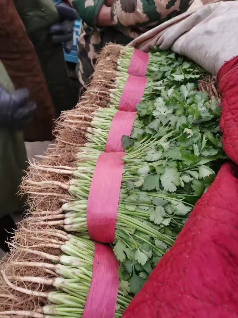 优质大叶香菜鲜嫩口感好量大从优，产地直发欢迎采购