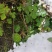 虎耳草