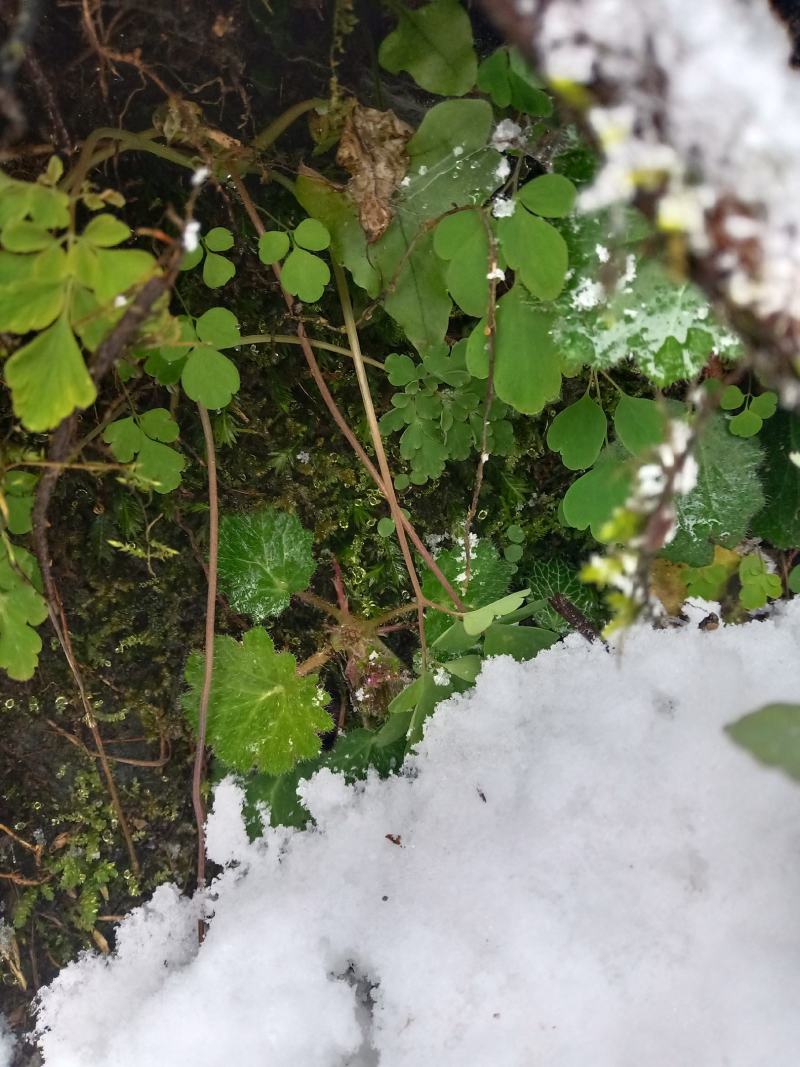 虎耳草