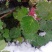 虎耳草
