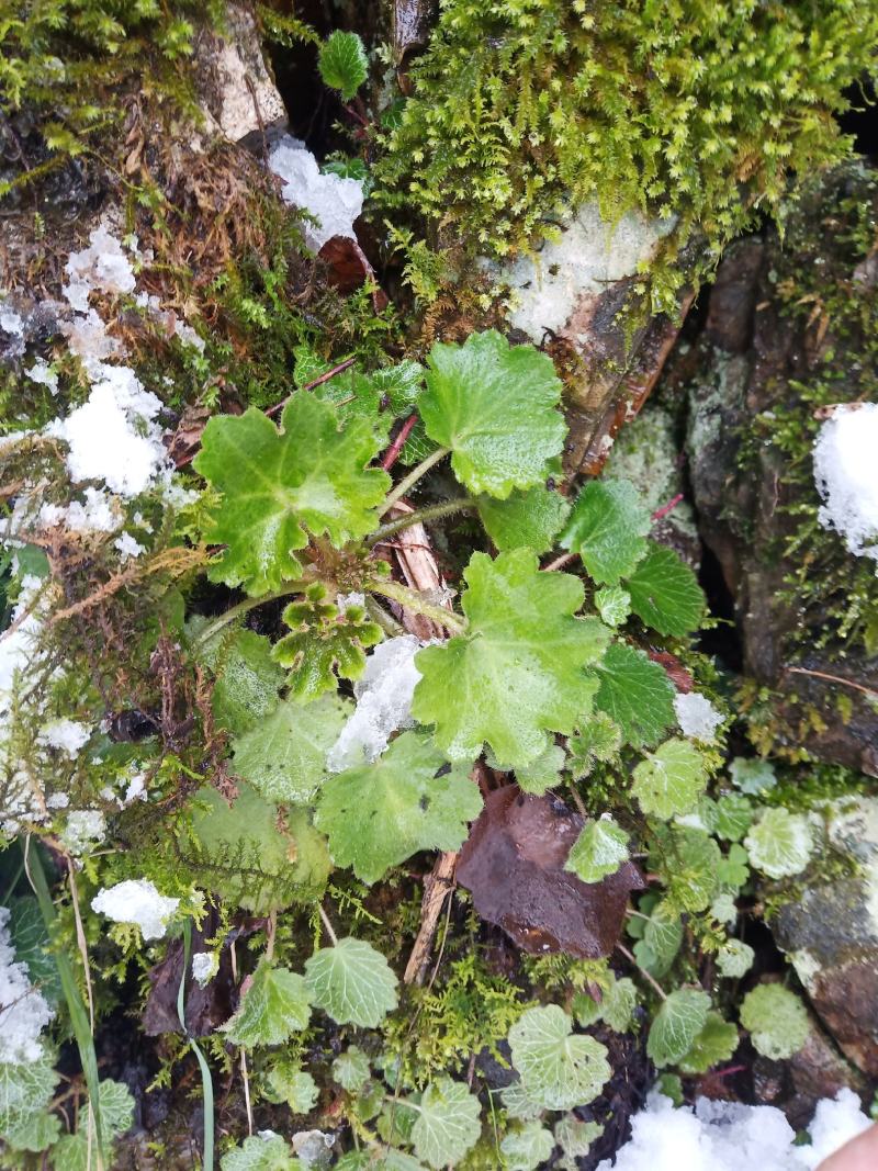 虎耳草