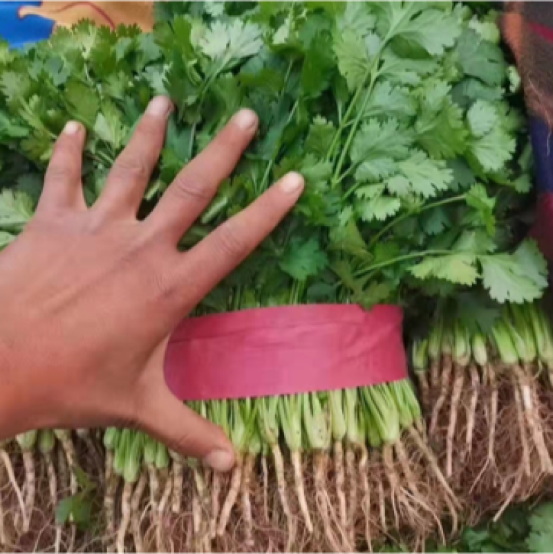 优质大叶香菜鲜嫩口感好量大从优，产地直发欢迎采购