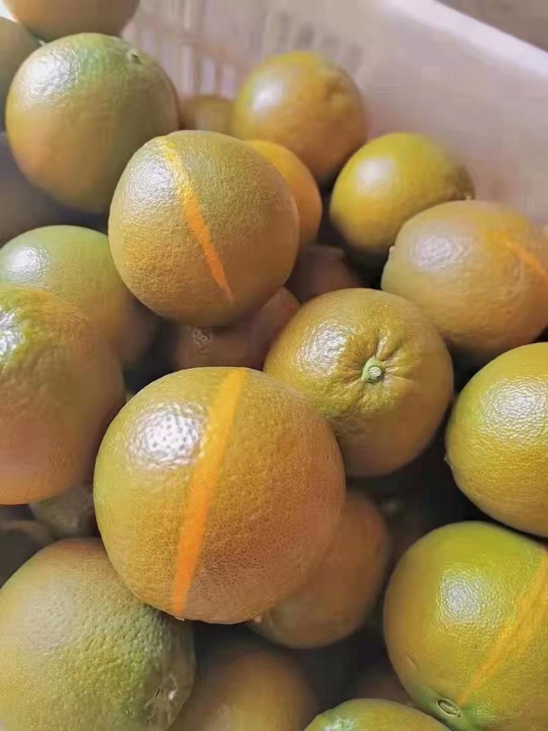 黑美人粽橙