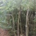 红千层福建漳州供应红千层农户大量供应大小规格袋苗1