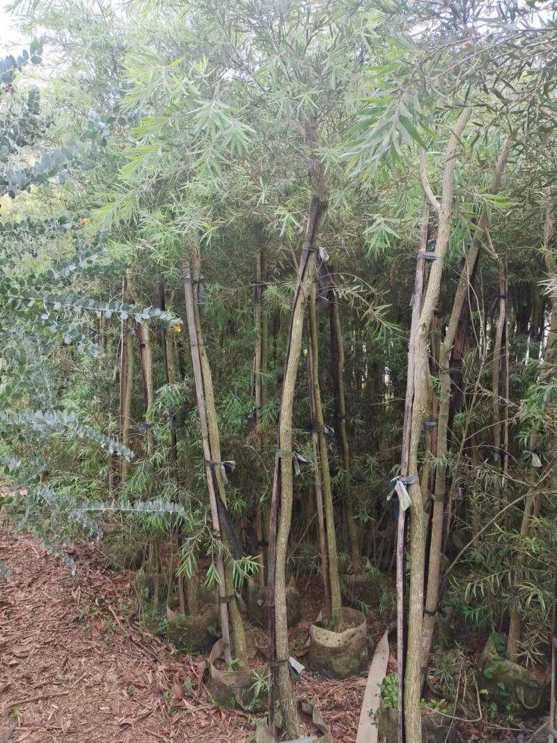 红千层福建漳州供应红千层农户大量供应大小规格袋苗1
