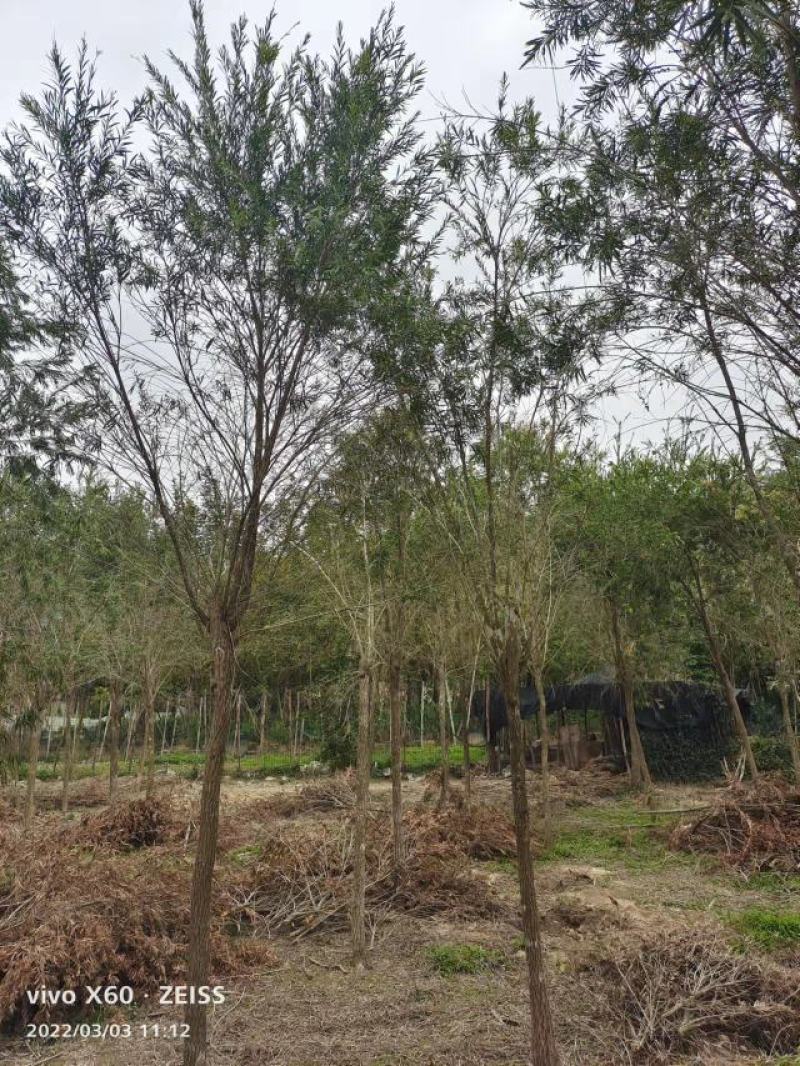 红千层福建漳州供应红千层农户大量供应大小规格袋苗1
