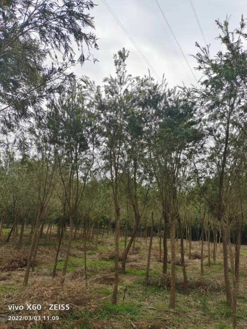 红千层福建漳州供应红千层农户大量供应大小规格袋苗1