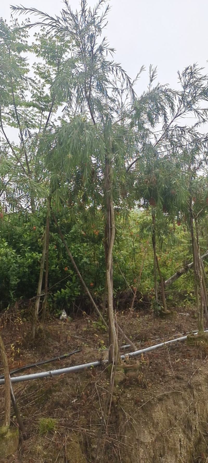 红千层福建漳州供应红千层农户大量供应大小规格袋苗1