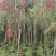 红千层福建漳州供应红千层农户大量供应大小规格袋苗1