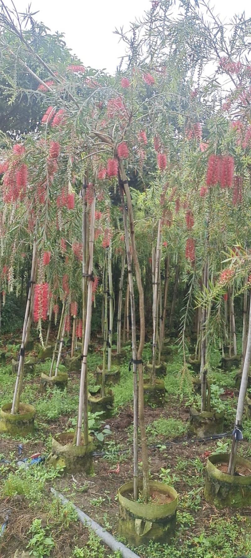 红千层福建漳州供应红千层农户大量供应大小规格袋苗1