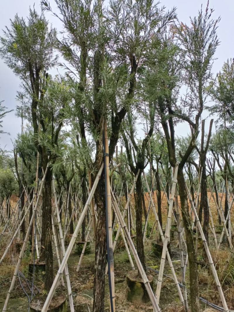 红千层福建漳州供应红千层农户大量供应大小规格袋苗1