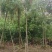 红千层福建漳州供应红千层农户大量供应大小规格袋苗1