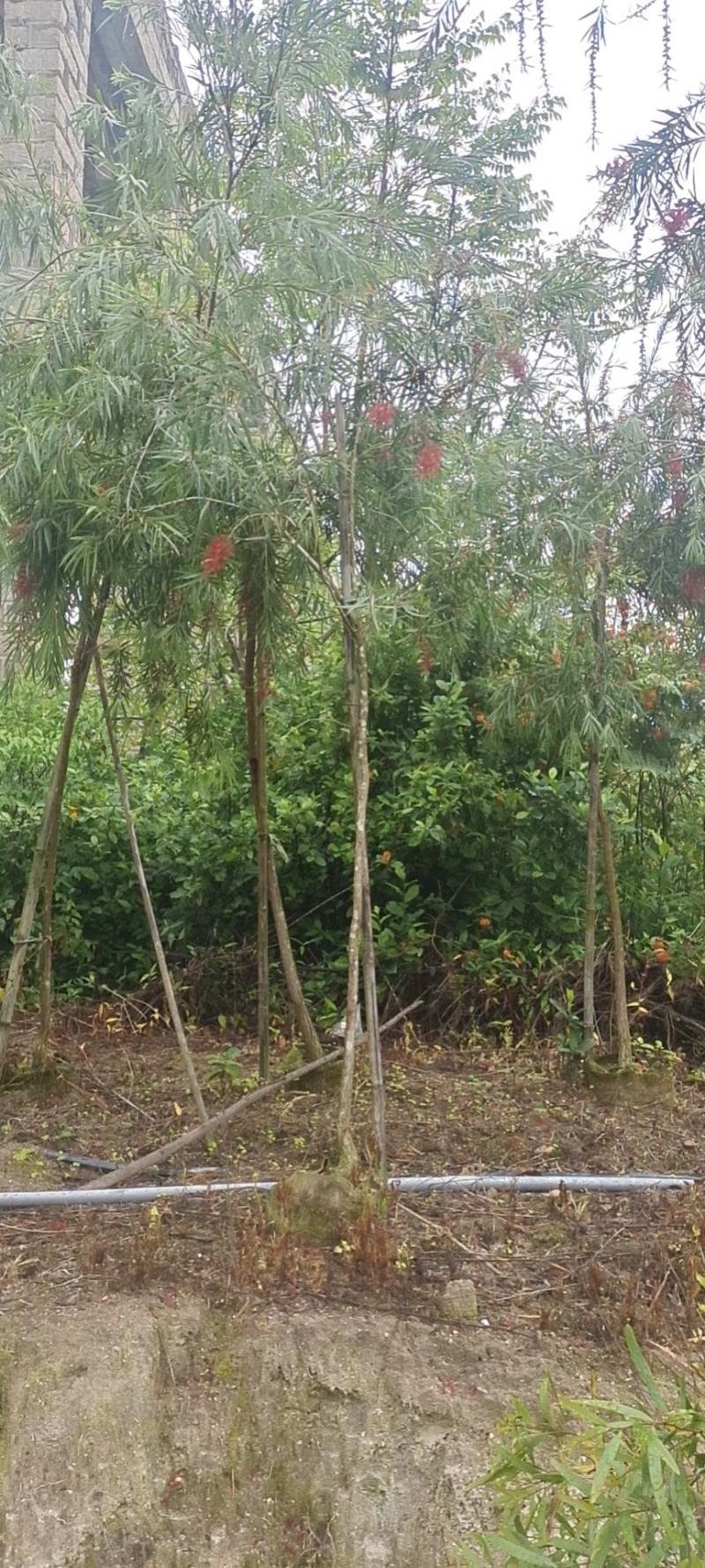 红千层福建漳州供应红千层农户大量供应大小规格袋苗1