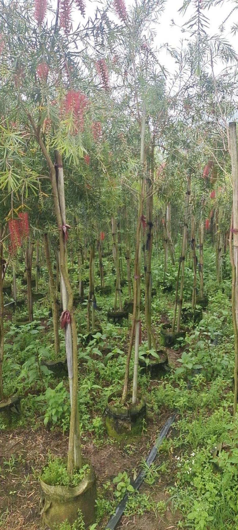 红千层福建漳州供应红千层农户大量供应大小规格袋苗1