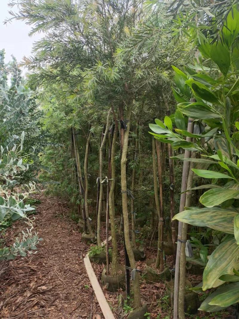红千层福建漳州供应红千层农户大量供应大小规格袋苗1