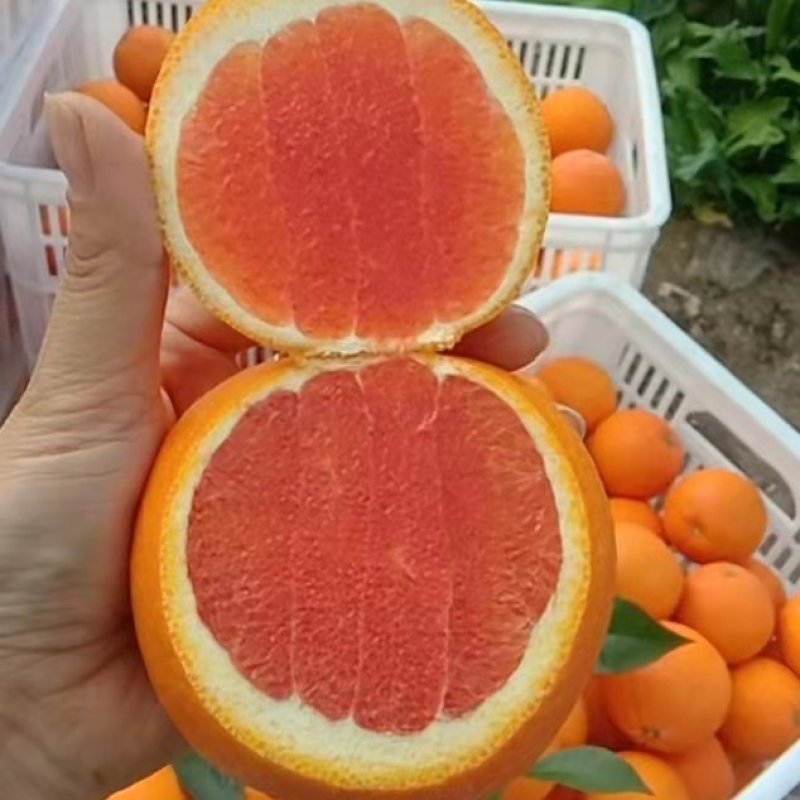 精品红心橙
