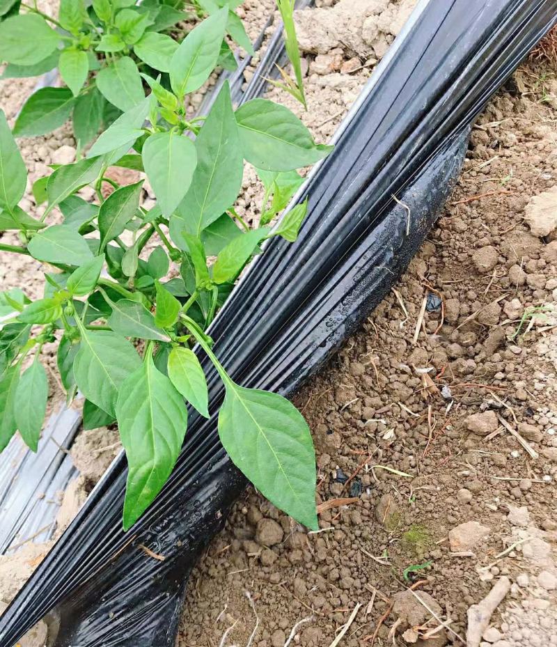 地膜厂家直销农用种植黑地膜塑料膜农用地膜