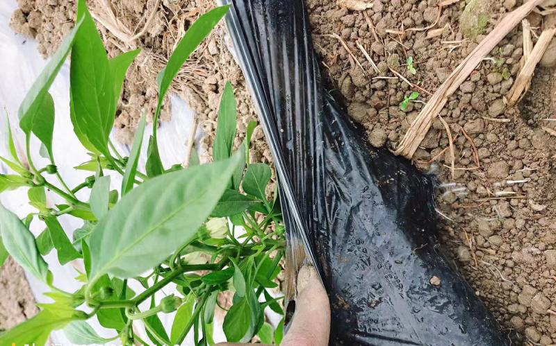 地膜厂家直销农用种植黑地膜塑料膜农用地膜