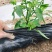 地膜厂家直销农用种植黑地膜塑料膜农用地膜