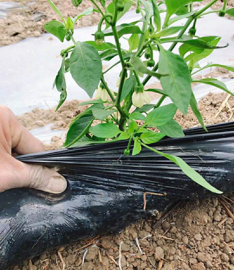 地膜厂家直销农用种植黑地膜塑料膜农用地膜