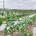 地膜厂家直销农用种植黑地膜塑料膜农用地膜