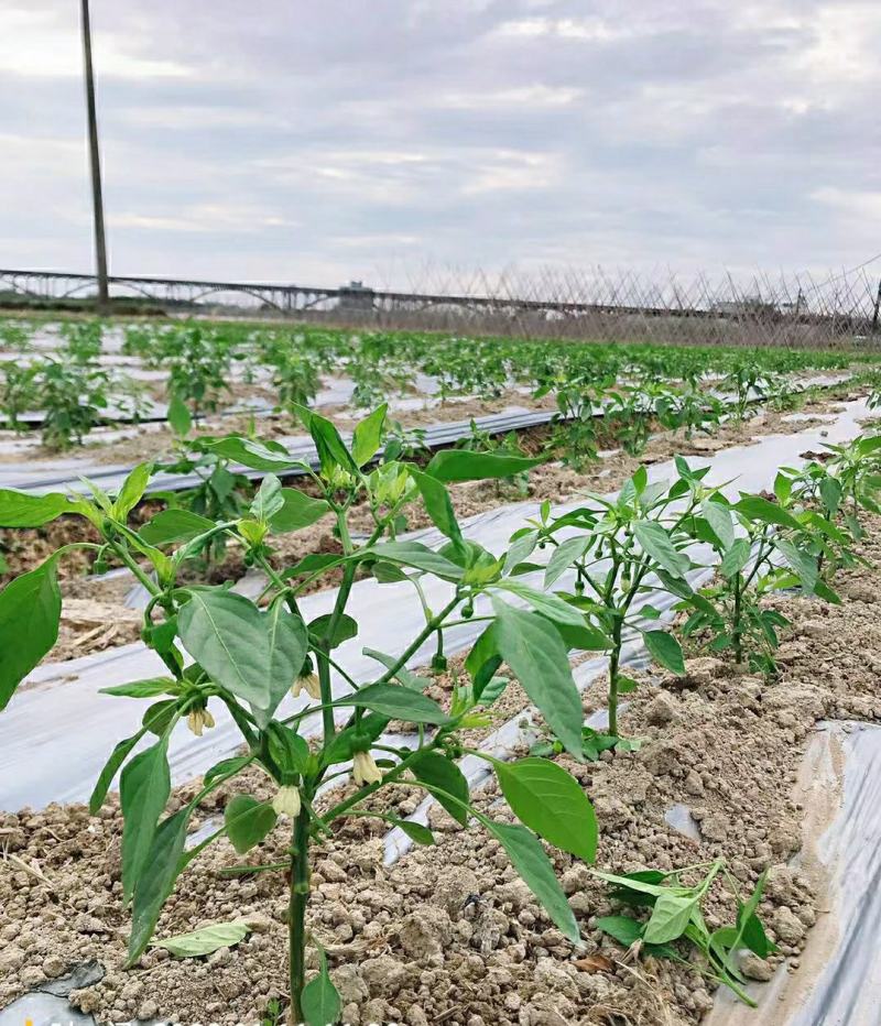 地膜厂家直销农用种植黑地膜塑料膜农用地膜
