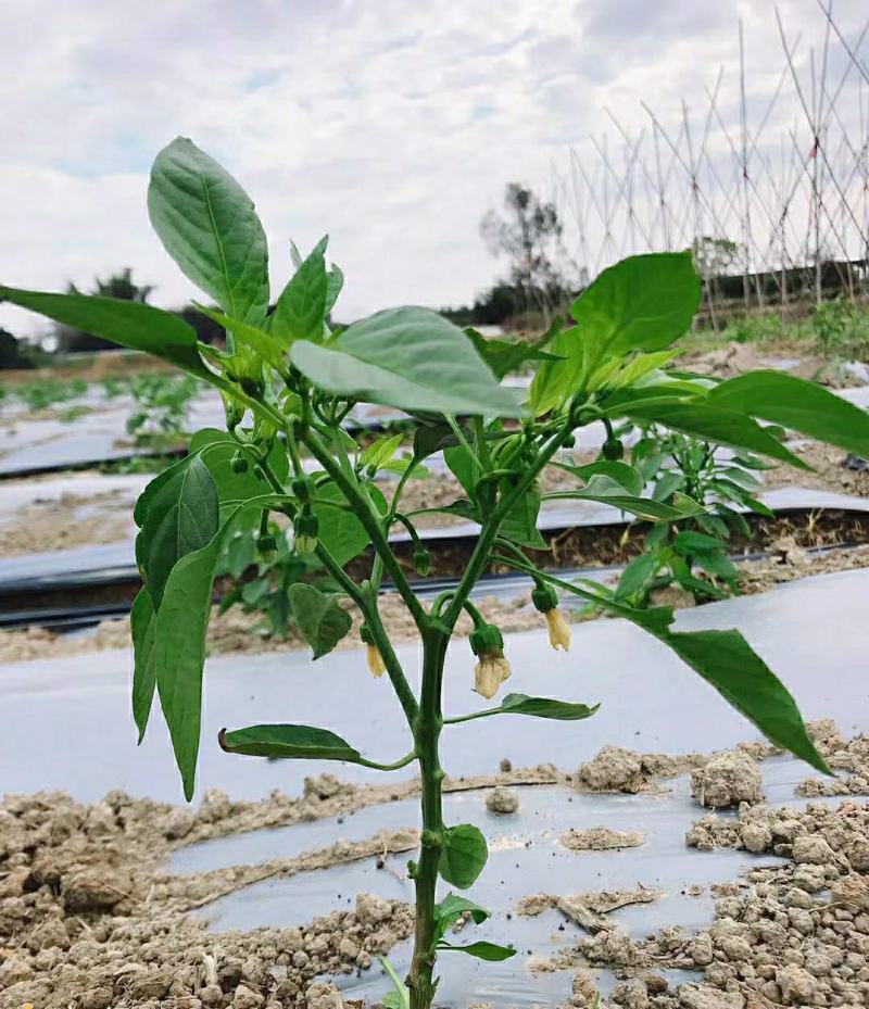 地膜厂家直销农用种植黑地膜塑料膜农用地膜