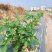 地膜厂家直销农用种植黑地膜塑料膜农用地膜