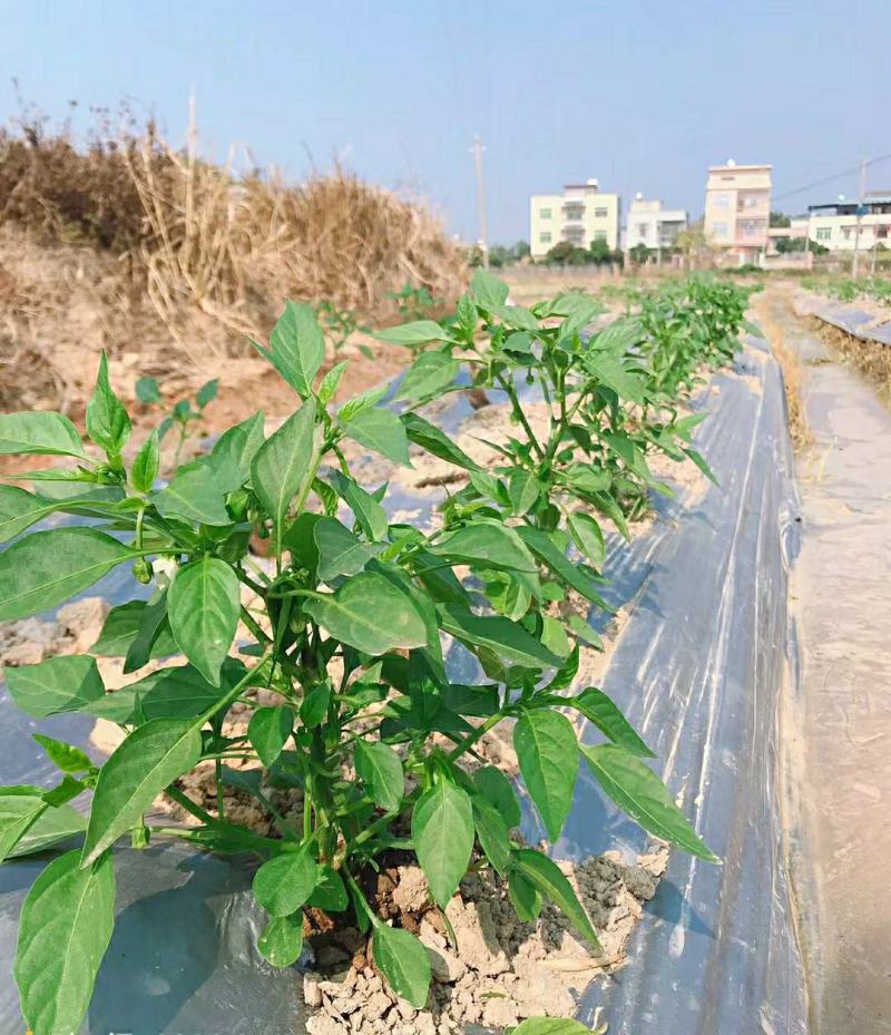地膜厂家直销农用种植黑地膜塑料膜农用地膜