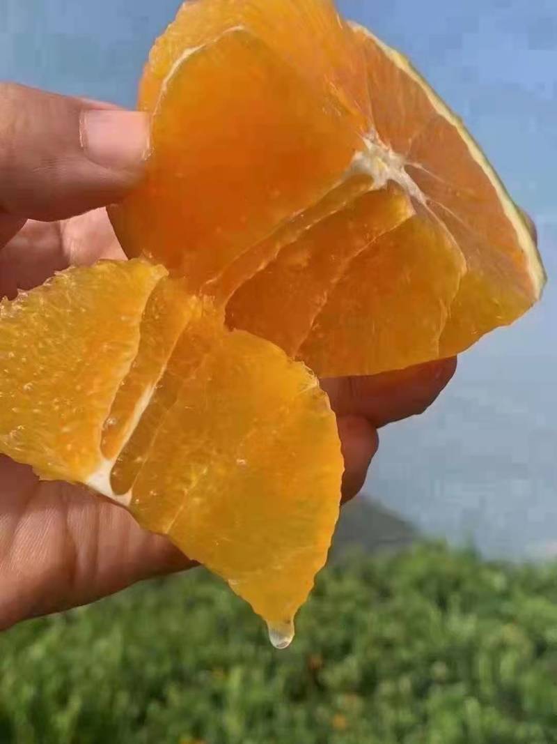 精品伦晚橙
